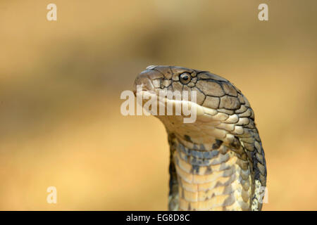 Cobra Royal (Ophiophagus hannah) close-up de tête, Bali, Indonésie, octobre Banque D'Images