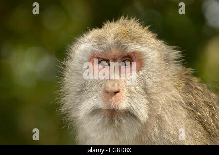 Manger du crabe ou des macaques à longue queue (Macaca fascicularis) portrait, Bali, Indonésie, octobre Banque D'Images