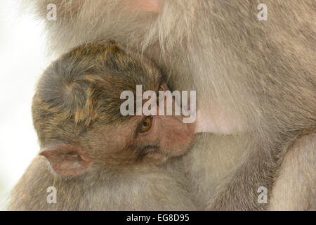 Manger du crabe ou des macaques à longue queue (Macaca fascicularis) de la mère pour nourrir bébé, Bali, Indonésie, octobre Banque D'Images