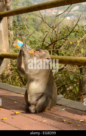 Manger du crabe ou des macaques à longue queue (Macaca fascicularis) de boire le jus d'orange à partir de bouteille en plastique, Bali, Indonésie, octobre Banque D'Images