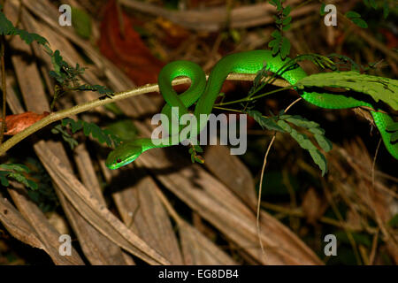 White-lipped Island Pit Viper (Trimersursus unsularis) reposant sur de petites filiales de nuit, Bali, Indonésie, octobre Banque D'Images