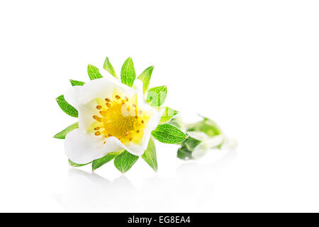 Fleur de fraisier isolé blanc fond plante Banque D'Images