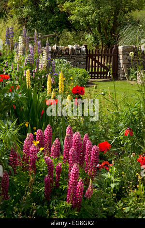 Un jardin anglais avec des coquelicots,lupins,muret de pierres sèches et barrière en bois, Oxfordshire, Angleterre Banque D'Images