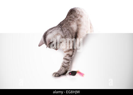 Chat joue avec la souris isolé sur fond blanc Banque D'Images