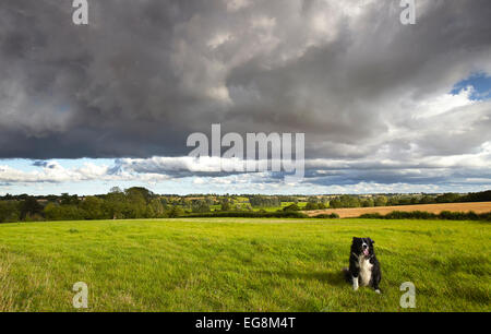 Border Collie chien assis sous Cumulus nuages de tempête au cours de la campagne du Norfolk Banque D'Images