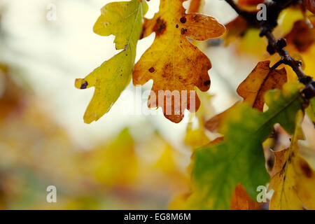 Close up of English Feuilles de chêne sur un matin d'automne humide Banque D'Images