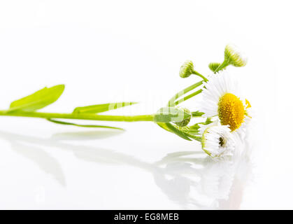 Daisy white flower isolated marguerites fleurs Banque D'Images