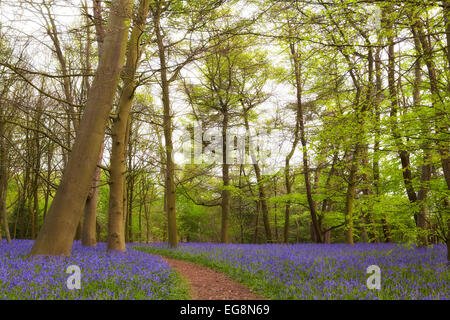 Dans Sisland jacinthes des bois Carr, Norfolk, UK Banque D'Images