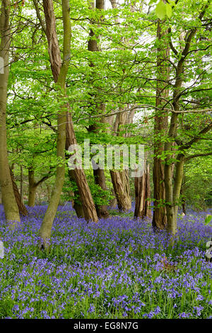 Dans Sisland jacinthes des bois Carr, Norfolk, UK Banque D'Images