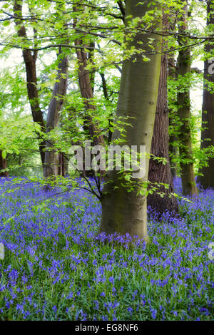 Dans Sisland jacinthes des bois Carr, Norfolk, UK Banque D'Images