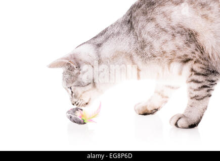 Chat joue avec la souris isolé sur fond blanc Banque D'Images