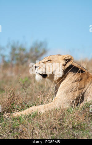 Une lionne couchée dans l'herbe d'une colline à l'intérieur du cratère du Ngorongoro, et se détendre dans la lumière du soleil tôt le matin. Banque D'Images