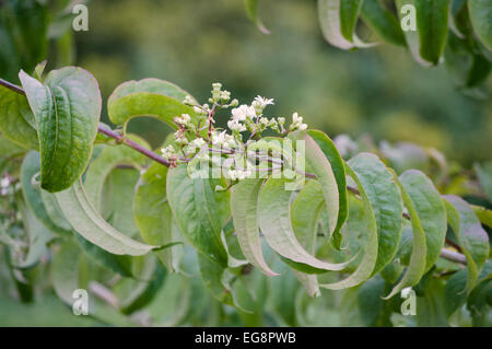 HEPTACODIUM MICONIOIDES Banque D'Images