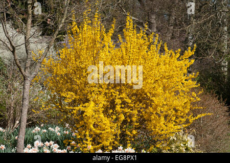 FORSYTHIA X INTERMEDIA WEEK END À COURTALYN RHS WISLEY GARDEN Banque D'Images