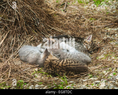 Cinq chatons dormir - France. Banque D'Images