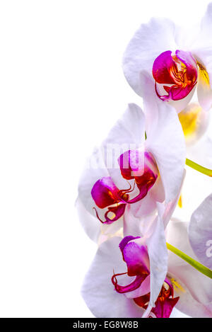 Le voir de très près des fleurs d'une orchidée sur un fond blanc isolé. Banque D'Images