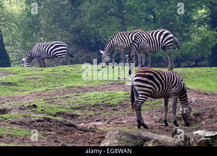 Groupe de zèbres de Grant de pâturage (Equus quagga boehmi) Banque D'Images