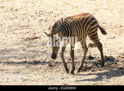 Le zèbre de Grant jeune poulain (Equus quagga boehmi) Banque D'Images