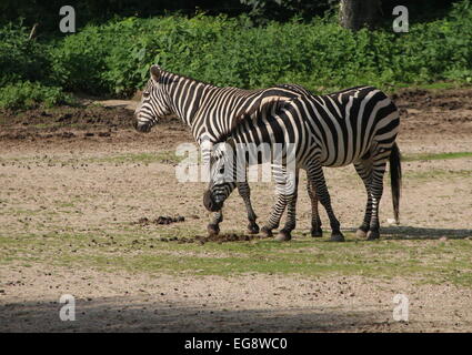 Deux zèbres de Grant de pâturage (Equus quagga boehmi) Banque D'Images