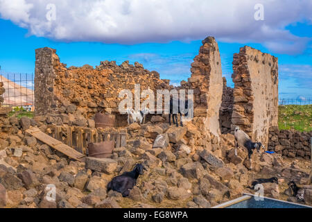Les chèvres dans une ruine La Oliva Fuerteventura Las Palmas Canaries Espagne Banque D'Images