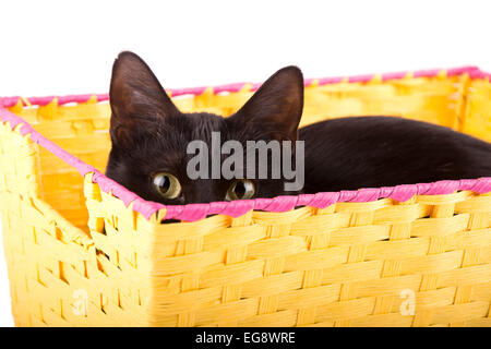 Les yeux jaune vif d'un chat noir curieusement jeter par-dessus le bord d'un panier jaune au viewer Banque D'Images