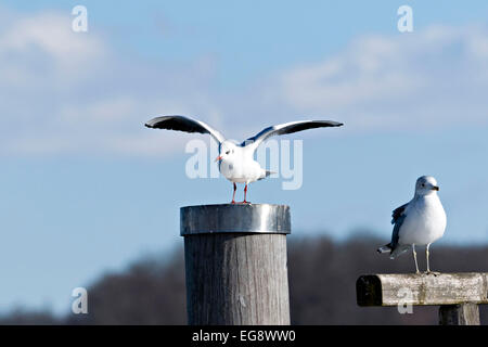 Mouettes à tête noire 2 ( Chroicocephalus ridibundus ) perché sur la jetée rambarde et pylône. L'Allemagne. L'Europe Banque D'Images