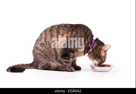 Profil d'un brown tabby cat manger à partir d'un bol en argent, sur fond blanc Banque D'Images