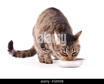 Brown Tabby cat de manger son repas, on white Banque D'Images