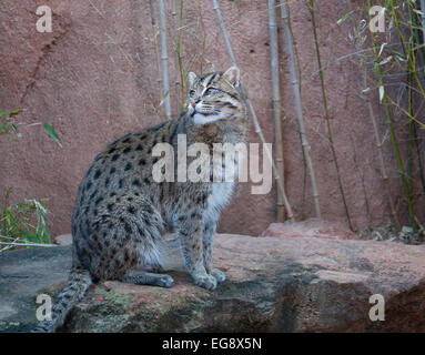 Cat Pêche dans un zoo. Prionailurus viverrinus Banque D'Images