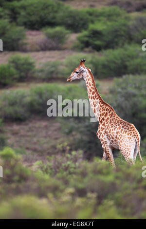 Girafe (Giraffa camelopardalis) dans l'Amakhala Game Reserve, Eastern Cape, Afrique du Sud. Banque D'Images