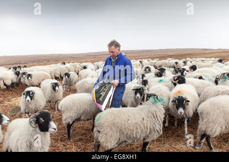 L'alimentation des brebis Swaledale agriculteur avec sac de nourriture supplémentaire s/n North Yorkshire Moors Goathland Banque D'Images