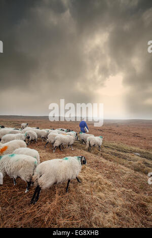 L'alimentation des brebis Swaledale agriculteur avec sac de nourriture supplémentaire s/n North Yorkshire Moors Goathland Banque D'Images