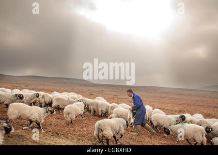 L'alimentation des brebis Swaledale agriculteur avec sac de nourriture supplémentaire s/n North Yorkshire Moors Goathland Banque D'Images