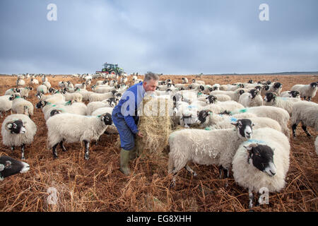 L'alimentation des agriculteurs avec des moutons Swaledale Goathland foin supplémentaire North Yorkshire Moors Banque D'Images