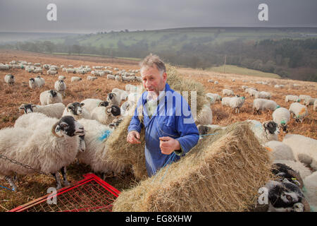 L'alimentation des agriculteurs avec des moutons Swaledale Goathland foin supplémentaire North Yorkshire Moors Banque D'Images