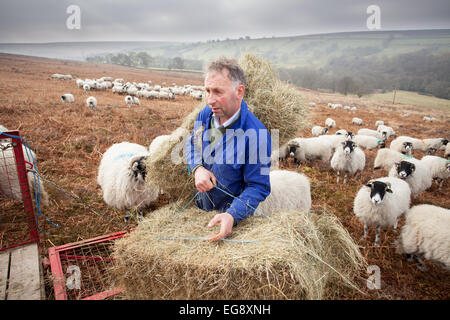 L'alimentation des agriculteurs avec des moutons Swaledale Goathland foin supplémentaire North Yorkshire Moors Banque D'Images