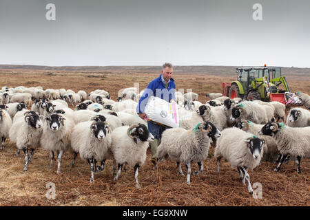 Agriculteur avec tracteur vert mouton Swaledale alimentation supplémentaire avec sac d'alimentation s/n North Yorkshire Moors Goathland Banque D'Images
