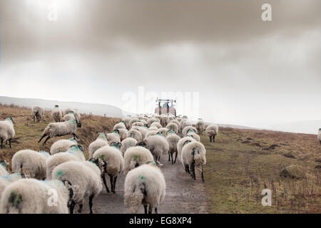 Les ovins après agriculteur qui vous donnera nourriture supplémentaire aux moutons Swaledale en hiver au début du printemps sur le North York Moors. Banque D'Images