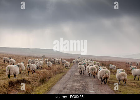 Les ovins après agriculteur qui vous donnera nourriture supplémentaire aux moutons Swaledale en hiver au début du printemps sur le North York Moors. Banque D'Images