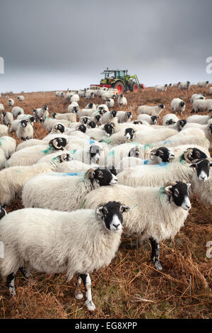 Agriculteur donnant nourriture supplémentaire aux moutons Swaledale en hiver au début du printemps sur le North York Moors. Banque D'Images