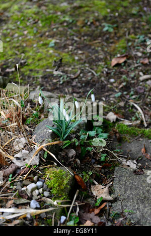 Snowdrop galanthus perce-neige des semis Semis entre pierres chemins chemin la dissémination naturelle de floraison fleurs de printemps Fleurs Rm Banque D'Images