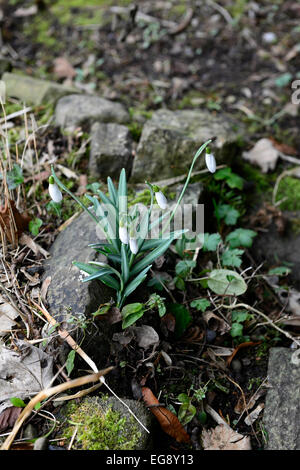 Snowdrop galanthus perce-neige des semis Semis entre pierres chemins chemin la dissémination naturelle de floraison fleurs de printemps Fleurs Rm Banque D'Images