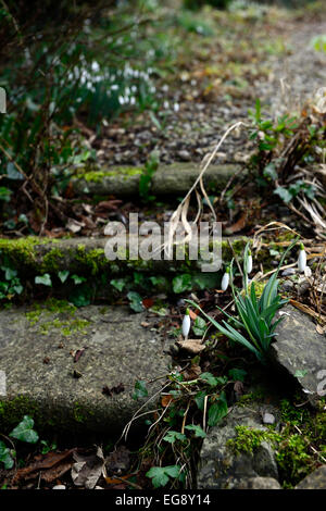 Snowdrop galanthus perce-neige des semis Semis entre pierres chemins chemin la dissémination naturelle de floraison fleurs de printemps Fleurs Rm Banque D'Images