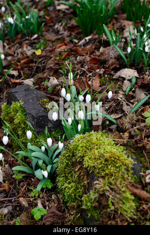 Snowdrop galanthus perce-neige des semis Semis entre pierres chemins chemin la dissémination naturelle de floraison fleurs de printemps Fleurs Rm Banque D'Images