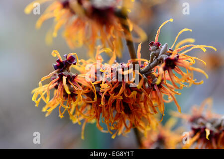 Hamamelis x intermedia jelena hamamélis noisetiers libre focus sélectif arbustes à feuilles caduques arbres fleurs pétales de fleurs RM Banque D'Images