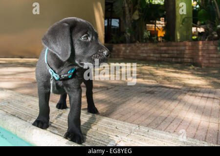 Chiot Labrador noir à l'extérieur, près de la piscine. Banque D'Images