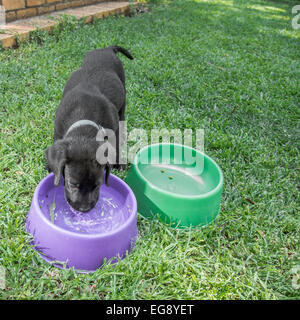 Chiot Labrador l'eau potable à l'extérieur sur la pelouse. Banque D'Images