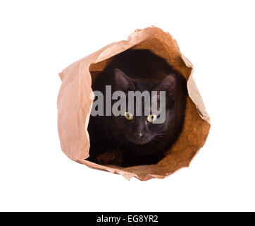 Cat se cachant dans un sac en papier brun, isolated on white Banque D'Images