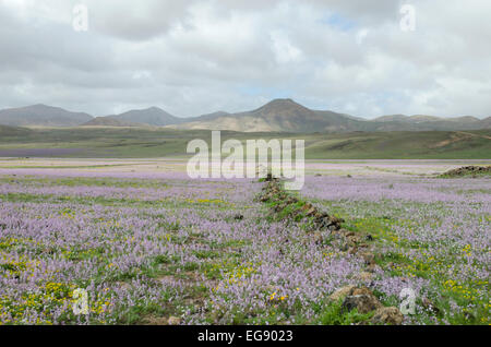 Fleurs sauvages dans une prairie de Lanzarote Iles Canaries Banque D'Images