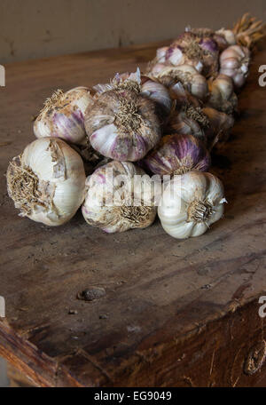 Plusieurs variétés d'ail avec leurs tiges séchées tissé dans une tresse, allongé sur une table de rempotage. Banque D'Images